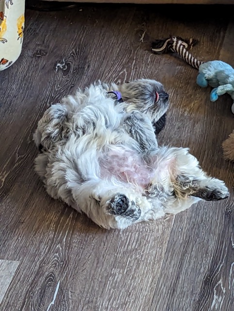 Fluffy dog lays on floor on back 